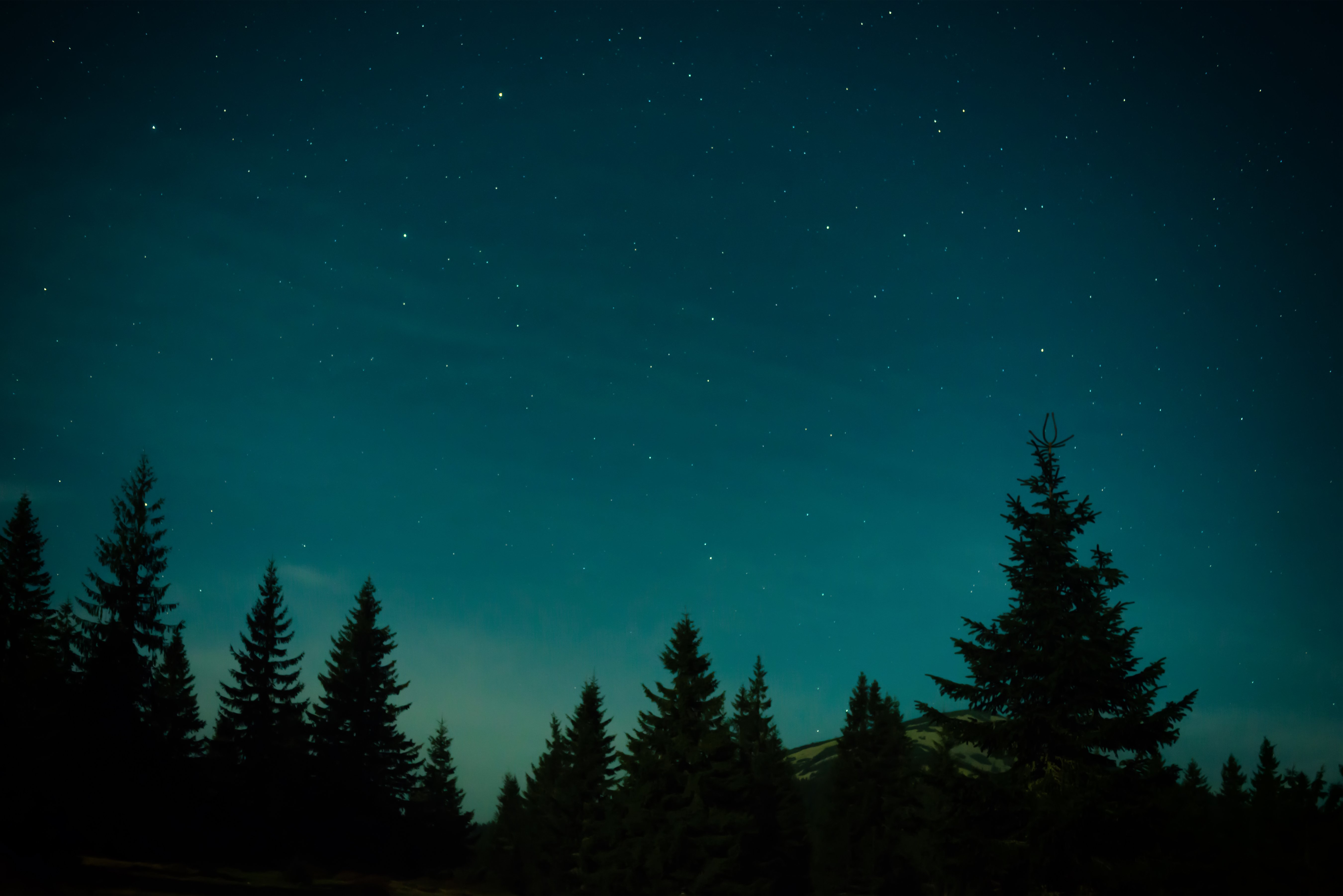 Night Forest with Pine Trees