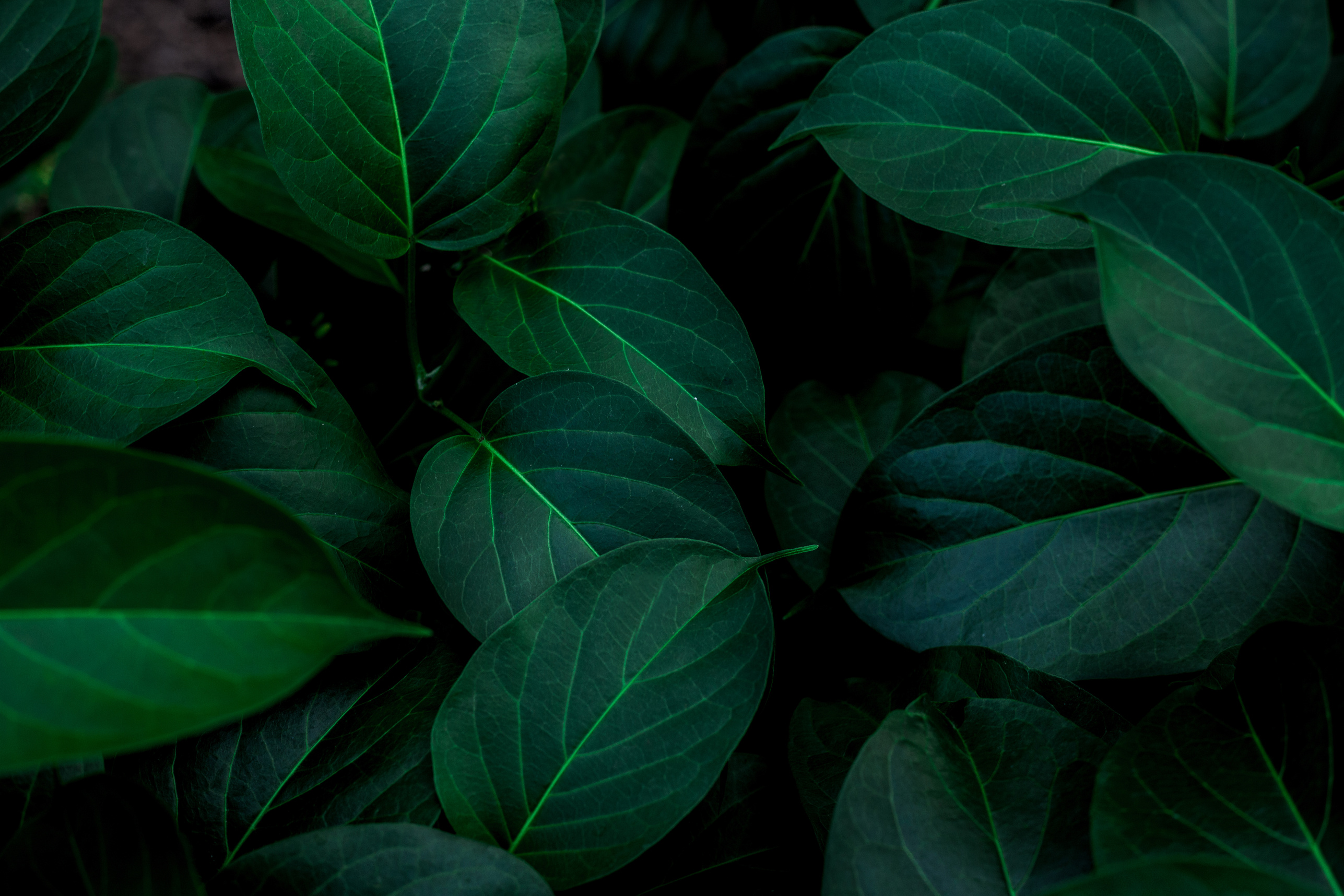 Dark green leaf, nature background